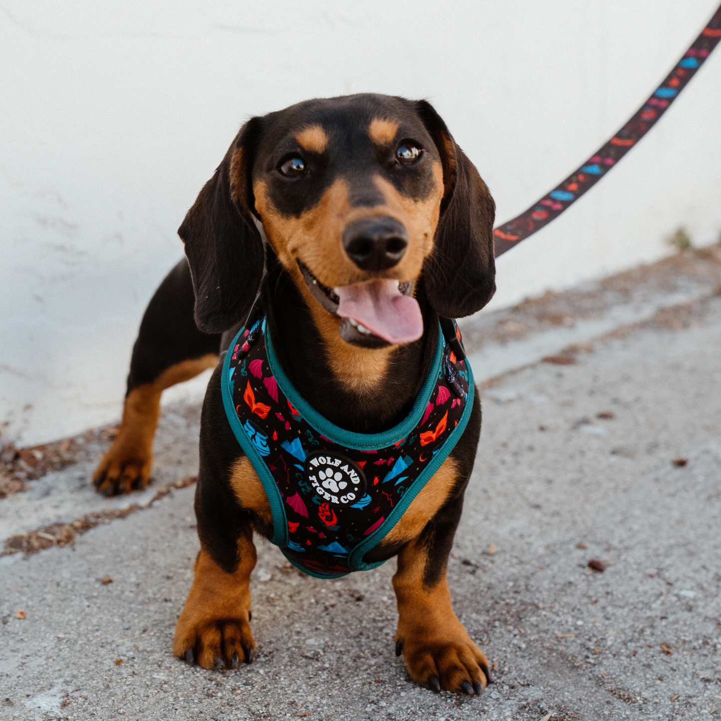 Limited Edition: A Court Of Paws & Roses