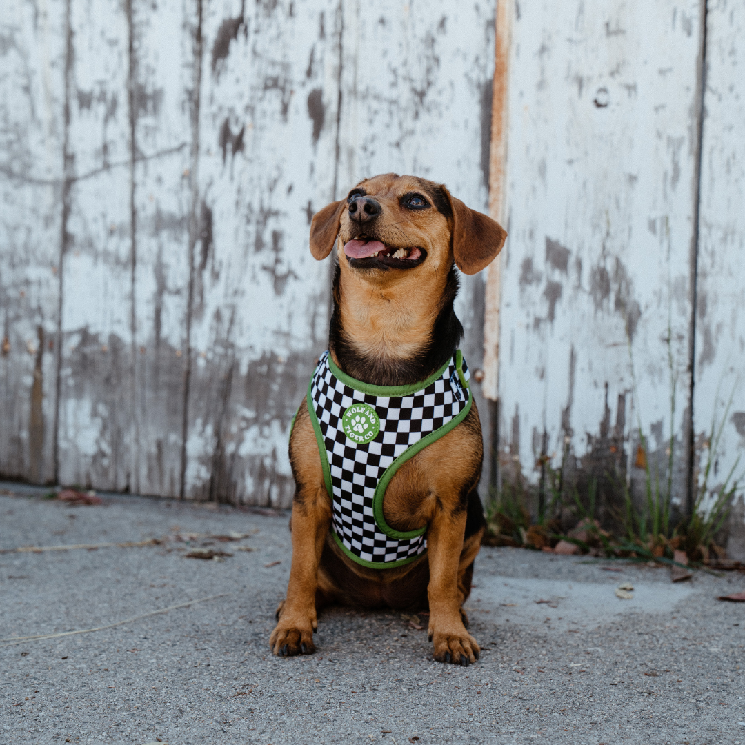 Bark Tour- Leash