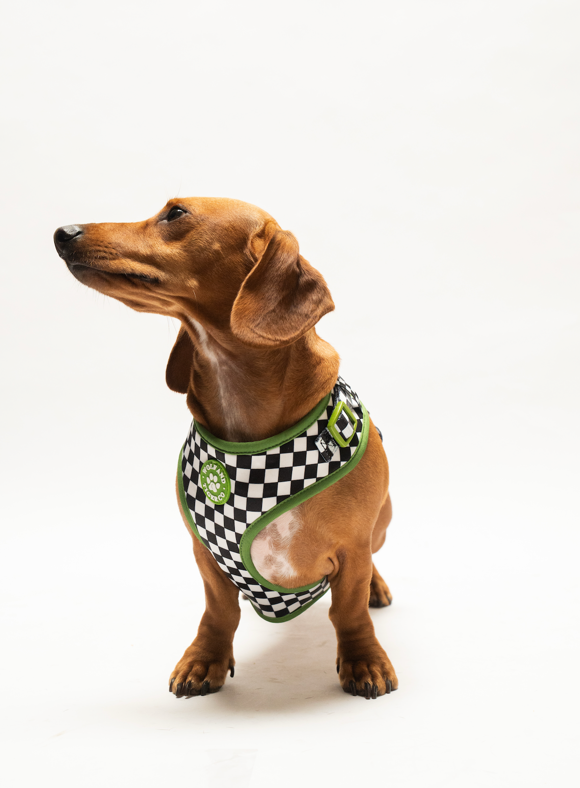 Bark Tour- Bundle
