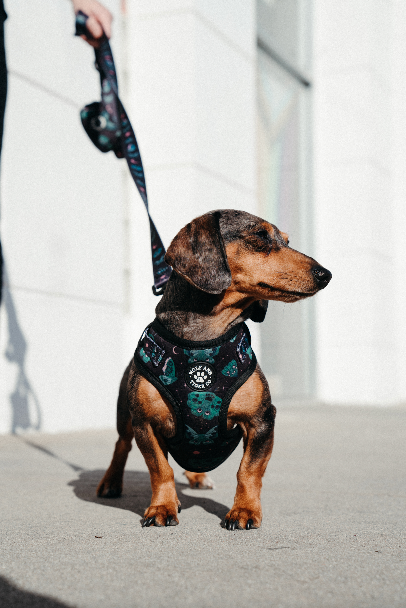 Mystical Moth Bundle