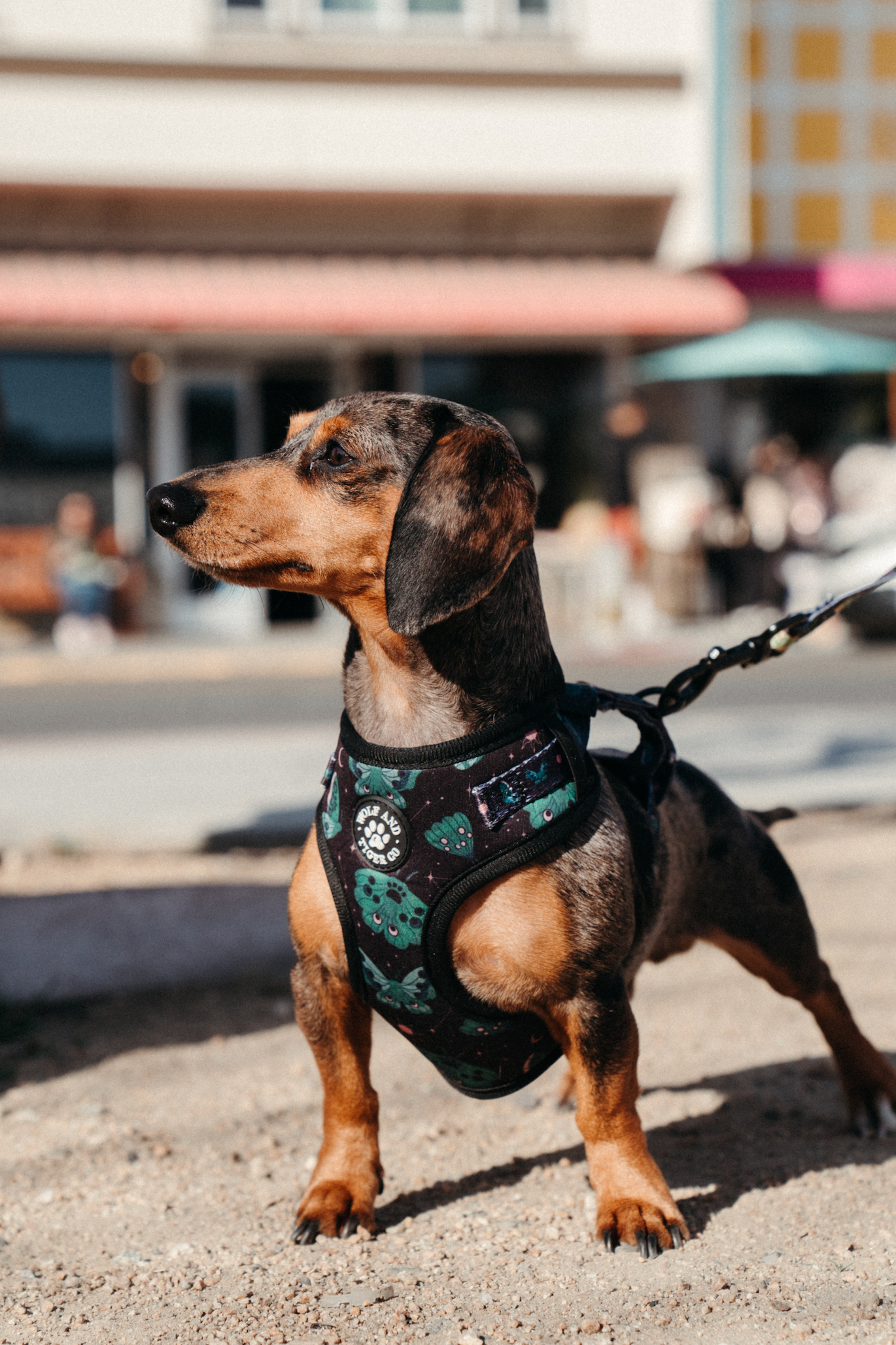 Mystical Moth Harness