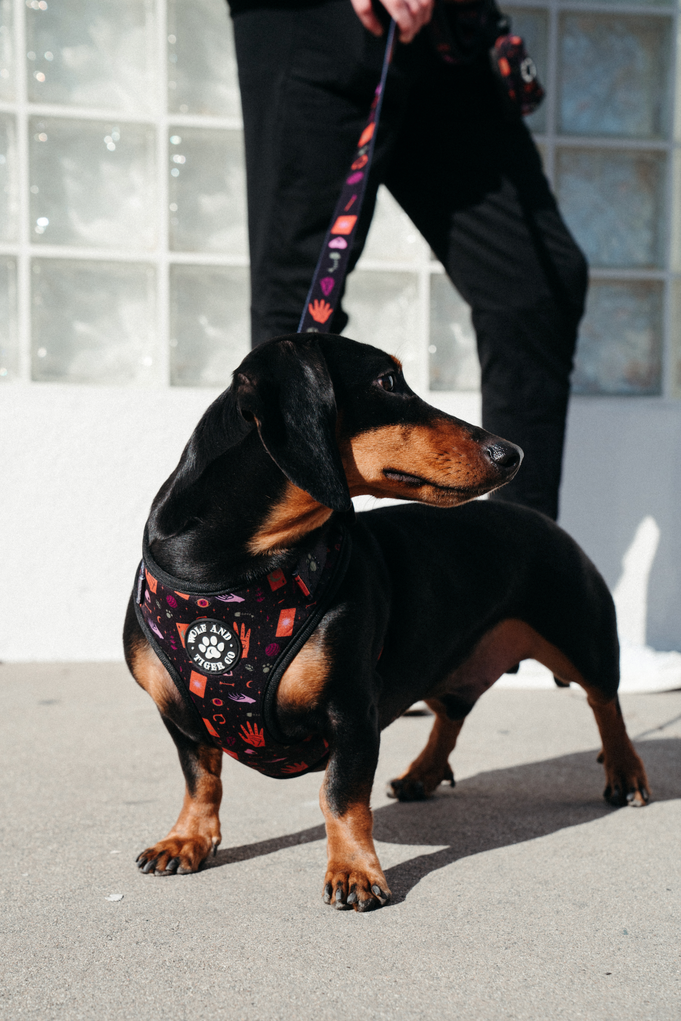 Paw-Reader Leash