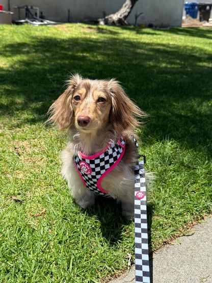 Scene Queen- Leash