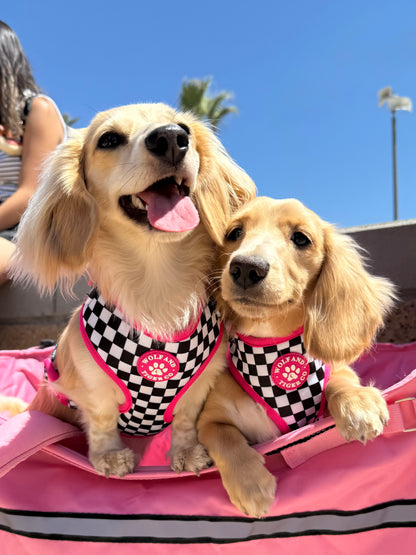 Bark Tour- Scene Queen