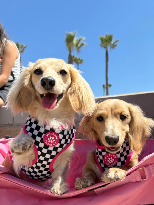 Bark Tour- Scene Queen Bundle