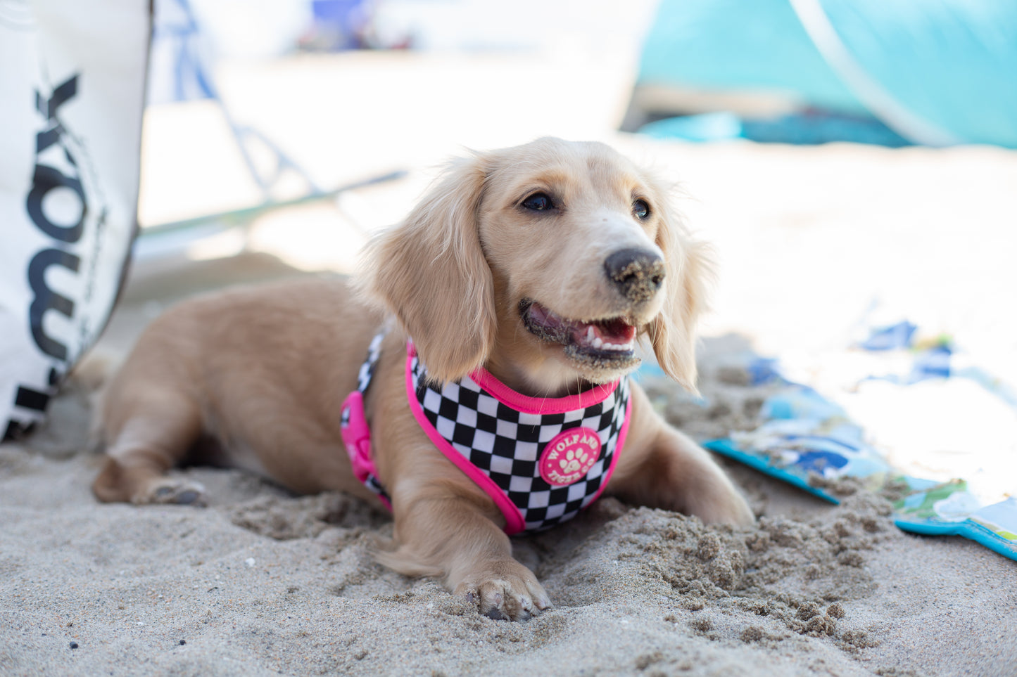 Bark Tour- Scene Queen