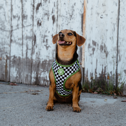 Bark Tour- Leash